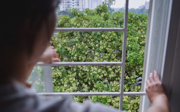 Nồng nàn hoa sữa giăng đầu ngõ, người 'xịt mưa rào', kẻ đóng chăn