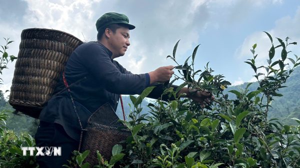 Nông nghiệp “3 không” giúp kinh tế vùng cao ở Lào Cai đổi thay