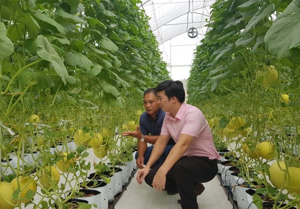 Nông nghiệp an toàn là hướng đi chiến lược của Hà Nội