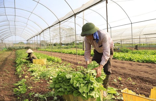 Nông nghiệp Chương Mỹ: Tối ưu giá trị đất từ tư duy 'vành đai xanh thông minh'