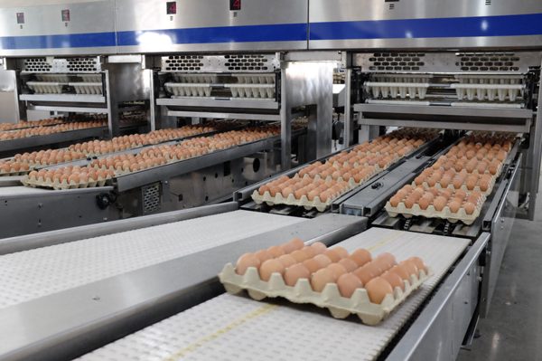 Nông nghiệp Hòa Phát tăng 47% lượng heo xuất bán trong quý 3