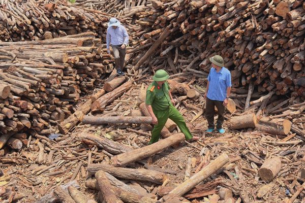 Nữ giám đốc chung chi tiền hàng tháng để 'thông chốt' gỗ lậu