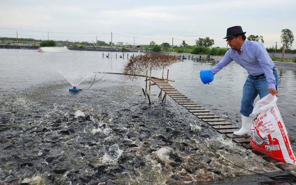 Nuôi cá rô phi chế biến sashimi xuất khẩu sang Nhật năm 2026
