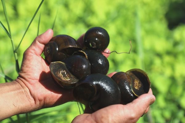 Nuôi ốc bằng thảo dược, lãi nửa tỷ đồng mỗi năm