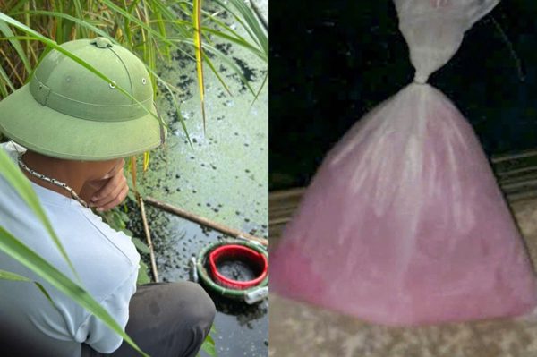 Ốc sắp thu hoạch 'chết trắng', chủ nuôi bàng hoàng phát hiện túi chất lỏng bốc mùi hắc