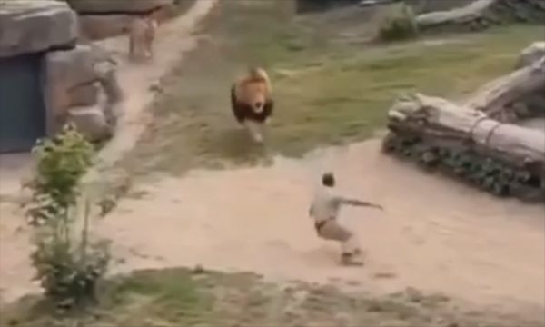 Ông Trump hứng chỉ trích vì đăng video hổ, sư tử tấn công người