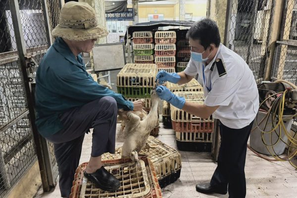 Phát hiện 1,3 tấn gà, vịt không kiểm dịch vào TPHCM lúc nửa đêm