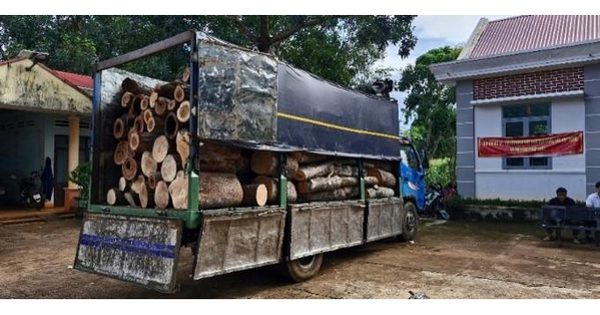 Phát hiện 451 cây rừng bị đốn hạ trái phép ở Gia Lai