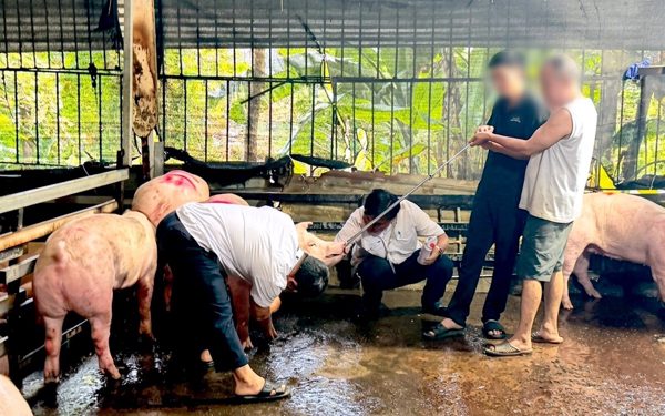 Phát hiện điểm giết mổ heo trái phép ở TP.HCM, tiêu hủy 240kg thịt