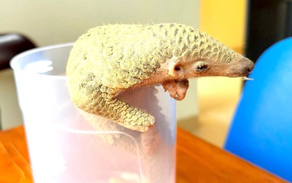 Phát hiện động vật quý hiếm, người đàn ông trình báo công an