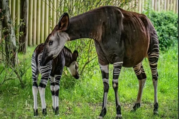 Phát hiện quần thể linh dương okapi quý hiếm từng biến mất