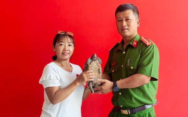 Phát hiện rùa núi vàng 'đi lạc' giữa đường ở Đông Thạnh, chủ quán cà phê liền giao nộp công an