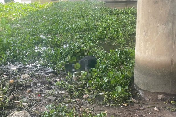 Phát hiện thi thể nam giới trong đám lục bình dưới chân cầu ở TPHCM