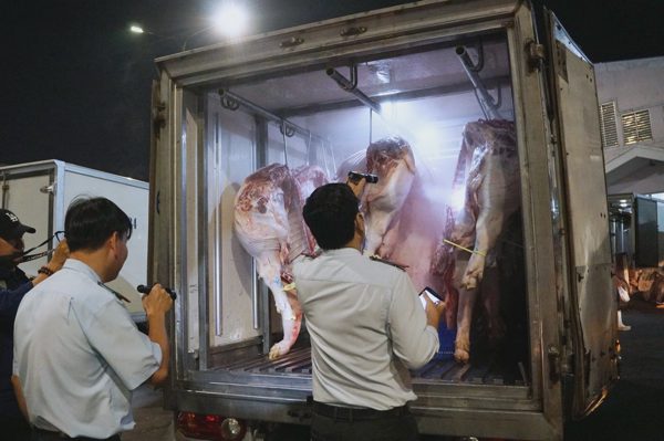 Phát hiện, tiêu hủy hàng trăm con heo có chất cấm trong 5 tháng