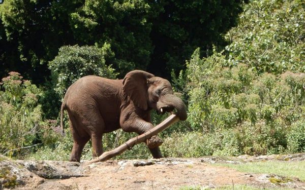 Phát hiện voi châu Phi tự tìm cây thuốc, trộn 'thuốc' vào sữa cho con