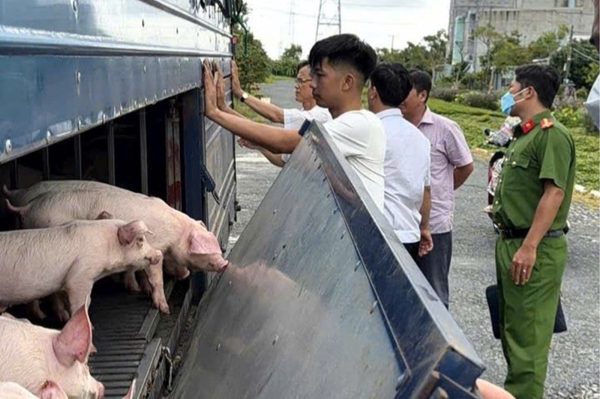 Phát hiện xe tải chở 54 con lợn mắc dịch tả lợn châu Phi