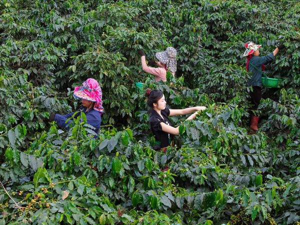 Phát huy hiệu quả khuyến công, cây cà phê giúp đồng bào Sơn La thoát nghèo bền vững