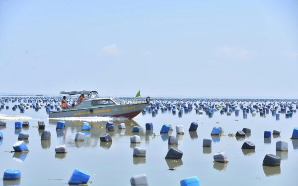 Phát sinh hàng trăm hecta diện tích hàu không phép trên biển ở Đồng Tháp