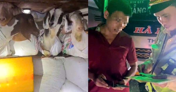 Phạt tài xế xe khách giường nằm chở dê trong khoang hành lý
