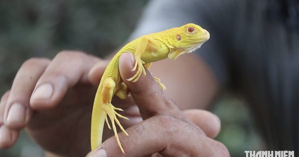 Phạt tiền bị cáo trong vụ 'rủi ro pháp lý từ đam mê nuôi rồng Nam Mỹ'