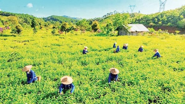 Phát triển cây trồng đặc trưng ở miền núi