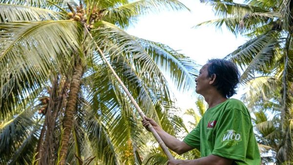 Phát triển hệ sinh thái bền vững từ vùng nguyên liệu dừa Vĩnh Long