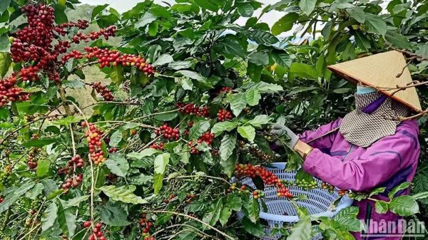 Phát triển kinh tế tư nhân ở Trung Bộ và Tây Nguyên: Thực trạng và hàm ý chính sách