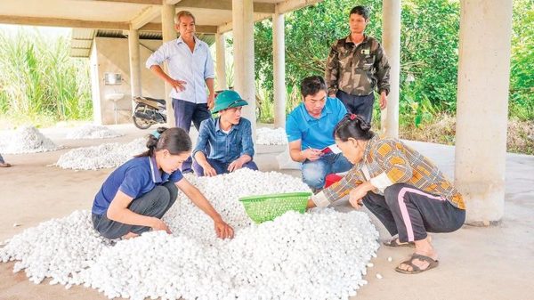 Phát triển nghề trồng dâu, nuôi tằm ở Phúc Khánh