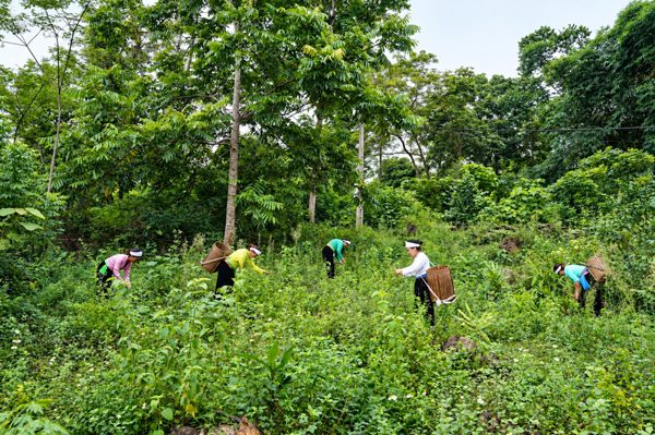 Phát triển nguồn dược liệu dưới tán rừng