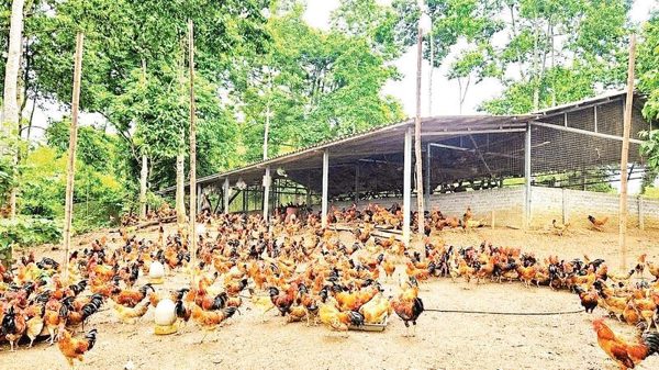 Phát triển nông nghiệp tuần hoàn tích hợp đa giá trị