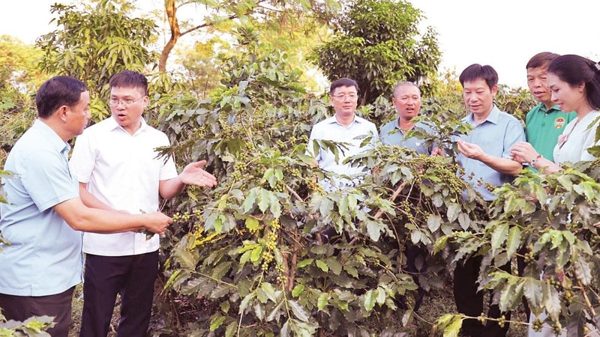Phát triển vùng nguyên liệu gắn với chế biến
