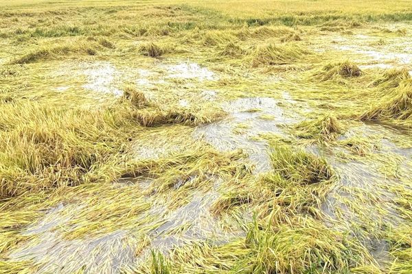 Phía sau chuyện làm 2 sào lúa 3 tháng, một nông dân Đắk Lắk lãi 35.000 đồng