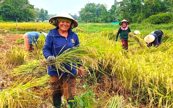 Phụ nữ, bộ đội, dân quân Đà Nẵng giúp dân gặt lúa chạy mưa