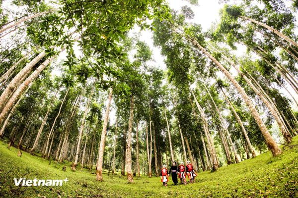 Phú Thọ chuyển hướng kinh doanh rừng trồng, gia tăng giá trị gỗ