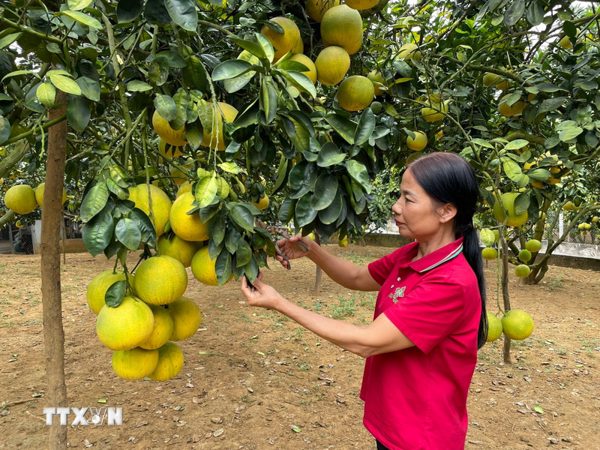 Phú Thọ nâng cao chất lượng và mở rộng thị trường cho sản phẩm OCOP