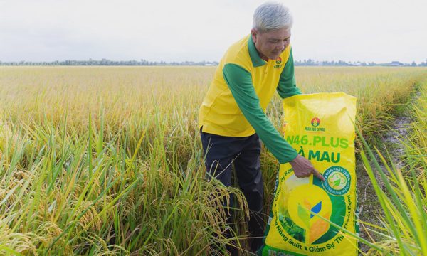 PVCFC đồng hành mô hình lúa phát thải thấp tại Đồng Tháp