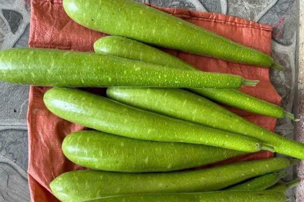 Quả bầu thanh mát và những công dụng ít người biết