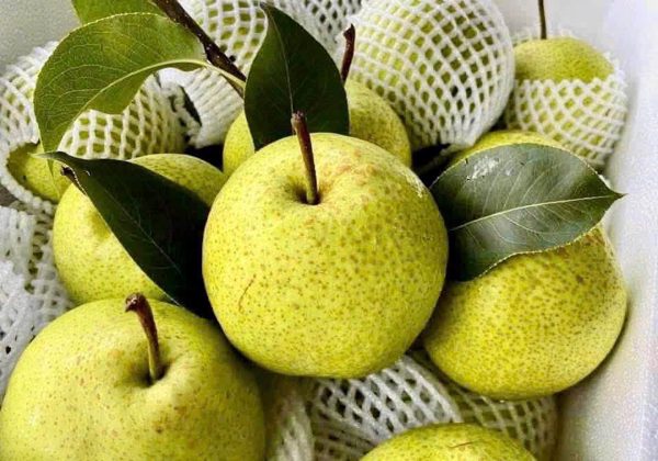 Quả lê tốt thế nào cho sức khỏe, ai nên ăn thường xuyên?