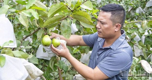 Quả ngọt trên vùng đất đồi Quỳ Hợp