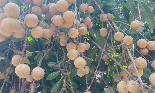 Quả nhãn lồng gây nóng người hay giúp làm mát gan?