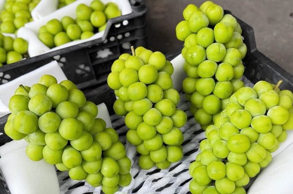 Quả nho rất tốt cho tim mạch nhưng 2 nhóm người cần hạn chế ăn
