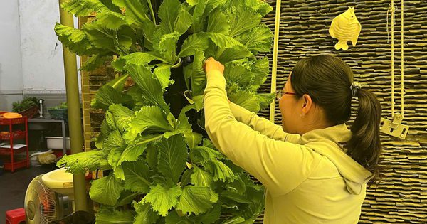 Quán bánh xèo có vườn rau khí canh trăm triệu đồng cho khách tự hái ăn tại chỗ