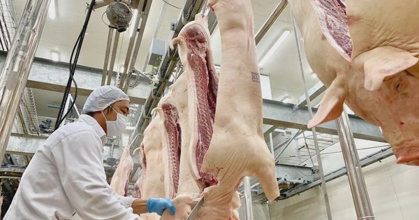 Quản lý giết mổ tại Hà Nội: Bài học từ sự đồng bộ và tầm nhìn quy hoạch