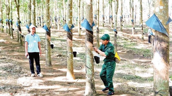 Quan tâm bồi dưỡng, nâng cao tay nghề cho người lao động