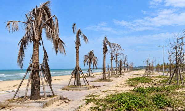 Quảng Trị: Cây chết trắng vẫn được nghiệm thu, bàn giao