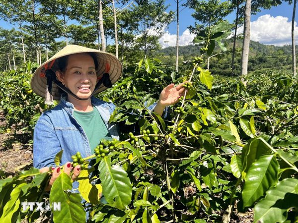 Quảng Trị: Khai mạc chuỗi các hoạt động 100 năm càphê Khe Sanh
