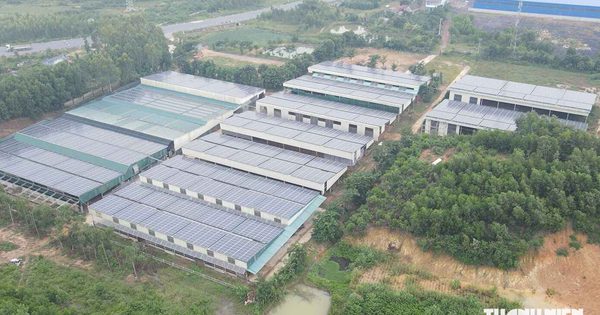 Quảng Trị: Khổ vì ruồi
