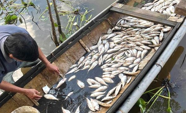 Quảng Trị: Làm rõ nguyên nhân cá chết hàng loạt trên sông Sa Lung
