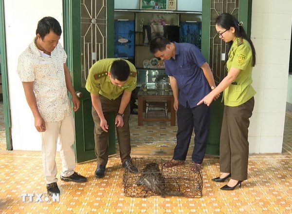 Quảng Trị tiếp nhận một cá thể khỉ mốc thuộc nhóm nguy cấp, quý hiếm