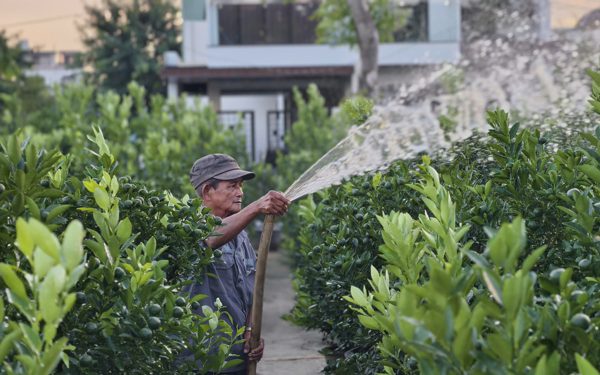 Quất Tết Hội An chưa vào vụ, nhiều vườn đã được ‘chốt sạch’